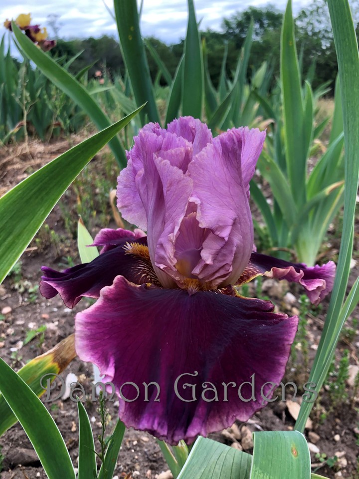 Iris Cranberry Swirl